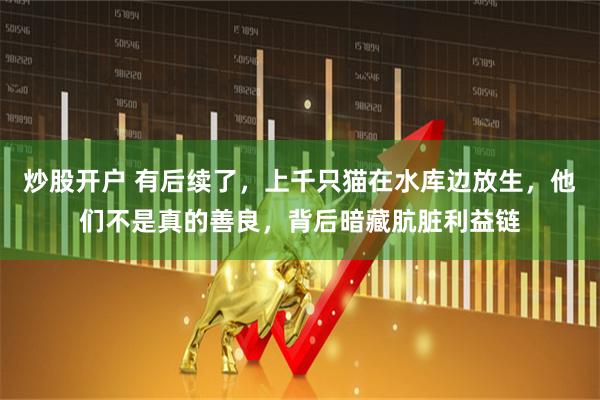 炒股开户 有后续了,上千只猫在水库边放生,他们不是真的善良,背后暗藏肮脏利益链